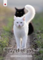 gatitos